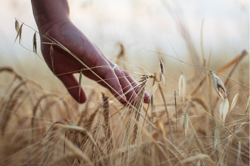 XXIII edizione forum impresa persona agroalimentare (ipagro)